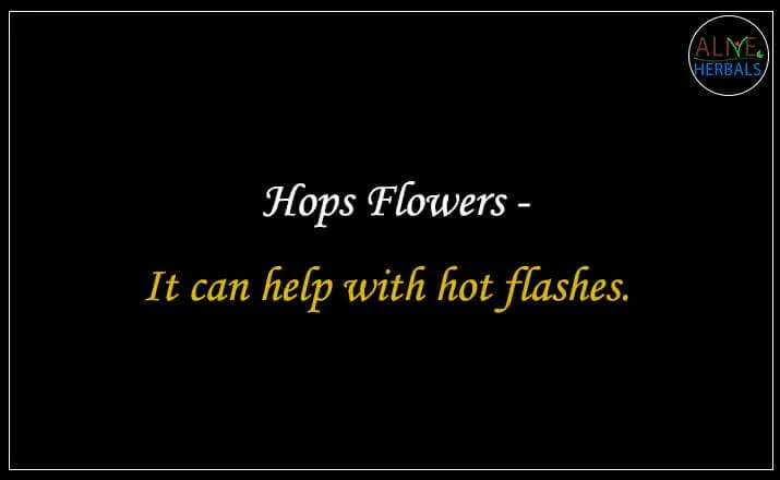 Hops Flowers