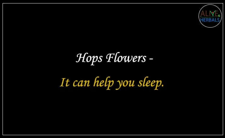 Hops Flowers